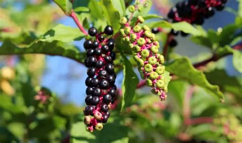 weeds with berries for humans.